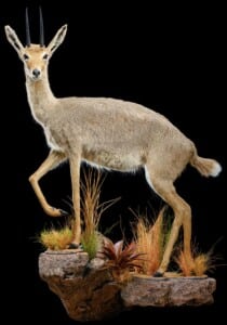 Vaal Rhebuck Fullmount Left Turn Wall Display 20220805 1158