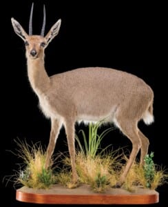 Vaal Rhebuck Fullmount Left Turn 20220830 1157