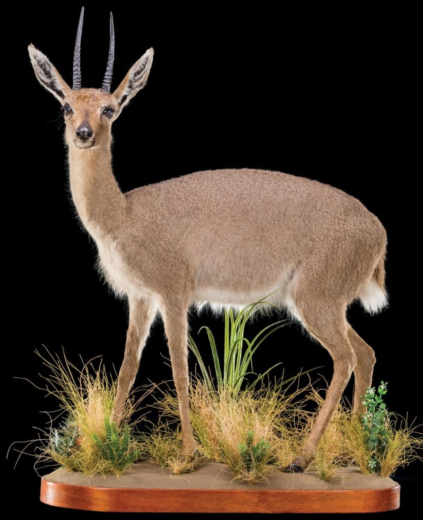 Vaal Rhebuck Fullmount Left Turn 20220830 1157
