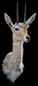 Vaal Rhebuck Shouldermount 20191024 1162