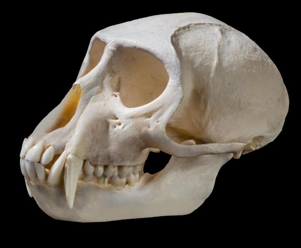Vervet Monkey Fullskull with Jaw 20170717 1016