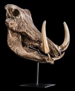 Warthog Fullskull Bronze Colour on Metal Pedestal GG238