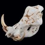 Warthog Fullskull Carved 20250507 72982
