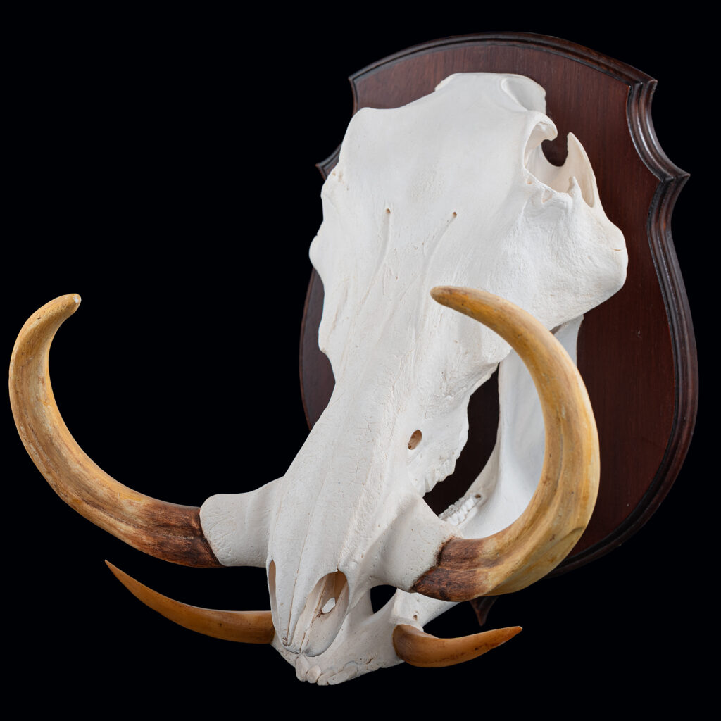 Warthog Fullskull Shieldmount 20250529 73000