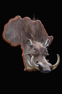 Warthog 3D Mount on Africa Shape Shield 20191024 0159
