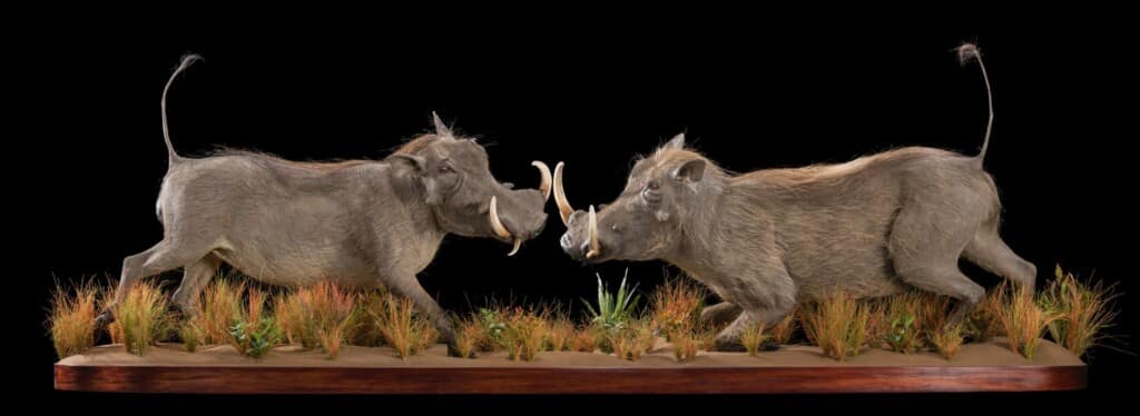 Warthog Fullmount Fighting Combination 20180626 0139