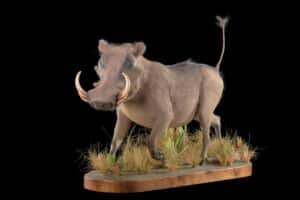 Warthog Fullmount 20220830 0140