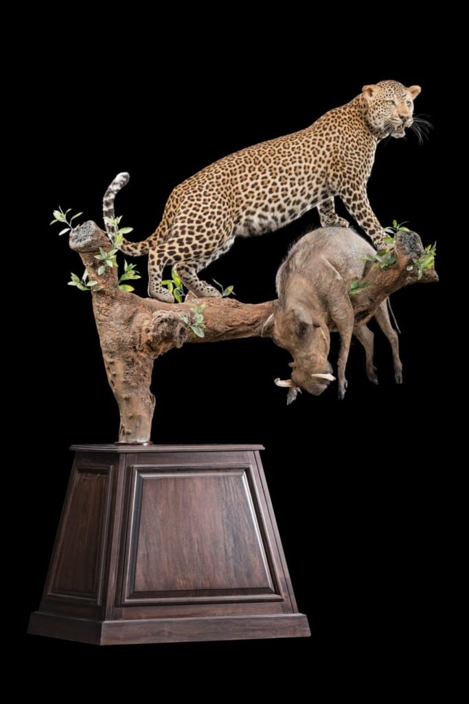 Leopard and Warthog Prey Fullmount Pedestal Combination Custom Base with Habitat 20190329 0812