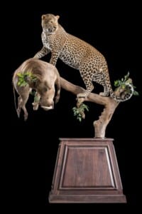 Leopard and Warthog Prey Fullmount Pedestal Combination Custom Base with Habitat 20190329 0813