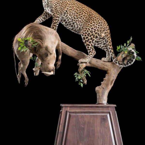 Meet The Taxidermy Grandma Of Texas: A Unique Craft Story