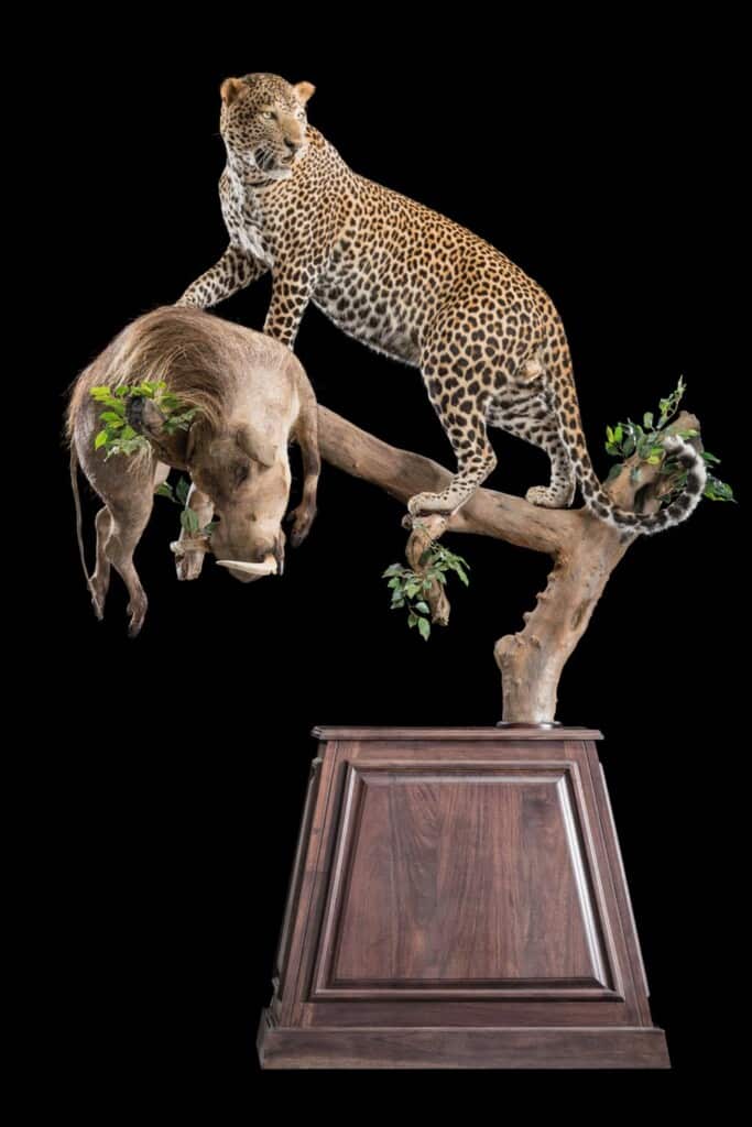Leopard and Warthog Prey Fullmount Pedestal Combination Custom Base with Habitat 20190329 0813