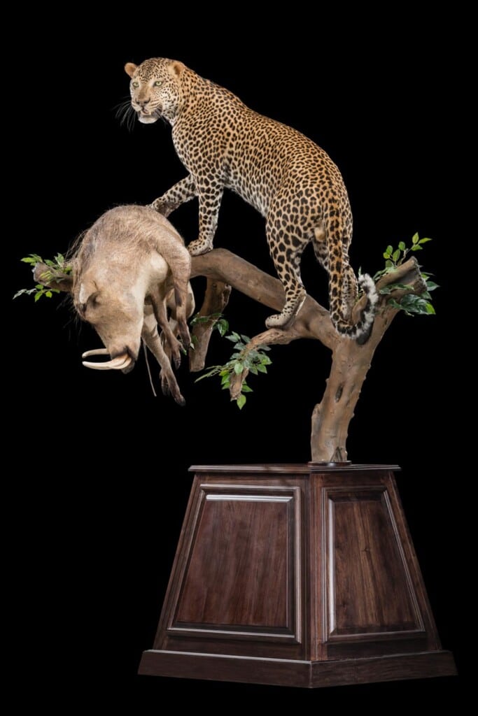 Leopard and Warthog Prey Fullmount Pedestal Combination Custom Base with Habitat 20190329 0813