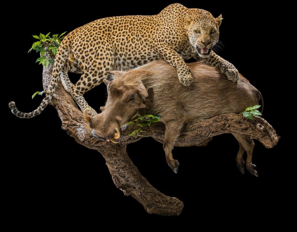 Leopard and Warthog Prey Fullmount Combination Wall Display 20210813 0158
