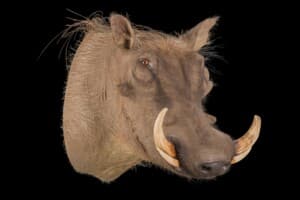 Warthog Shouldermount 20161111 0179