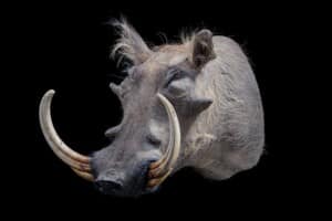 Warthog Shouldermount 20191115 0178