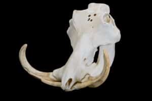 Warthog Fullskull 20170818 0171