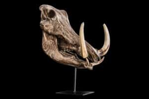 Warthog Fullskull Bronze Colour on Metal Pedestal 20190903 0172