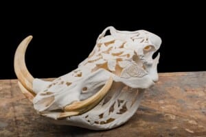 Warthog Fullskull Carved 20200904 0164