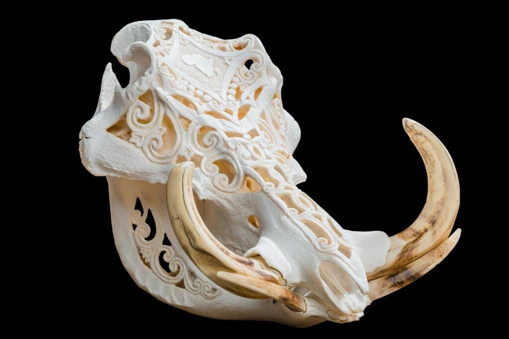 Warthog Fullskull Carved 20200904 0166