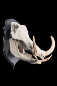 Warthog Fullskull Shieldmount 20170818 0168