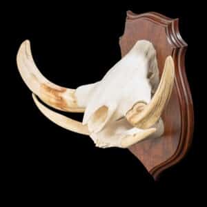 Warthog Snout Shieldmount 20220805 0169