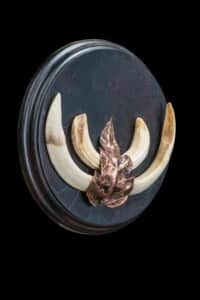 Warthog Tusks Shieldmount 20170717 0160