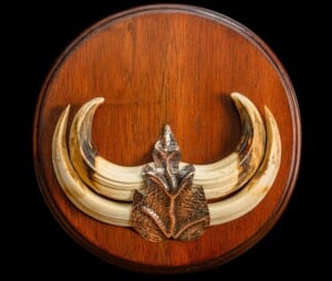 Warthog Tusks Shieldmount 20220805 0162