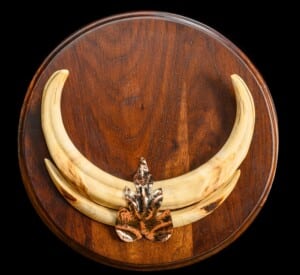 Warthog Tusks Shieldmount 20220805 0163