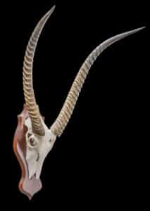 Waterbuck Euro Skull Shieldmount GG240