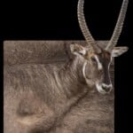 Waterbuck 3D Portrait Mount 20181003 1344