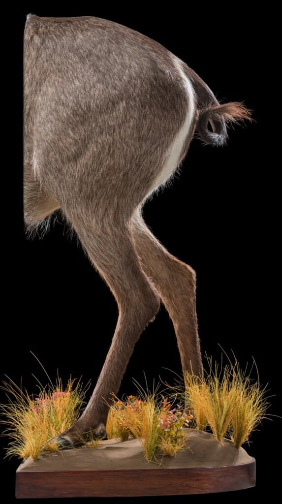 Waterbuck Back Halfmount 20181003 1345