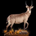 Waterbuck Fullmount Right Turn 20200204 1342