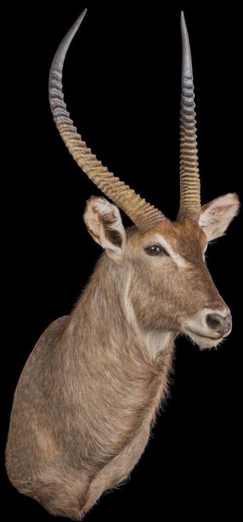 Waterbuck Shouldermount Left Turn 20161111 1333