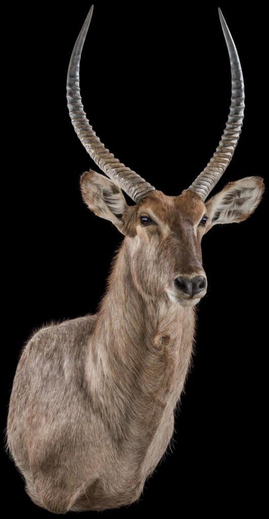 Waterbuck Shouldermount Right Turn 20180507 1329