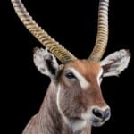 Waterbuck Shouldermount 20191115 1331