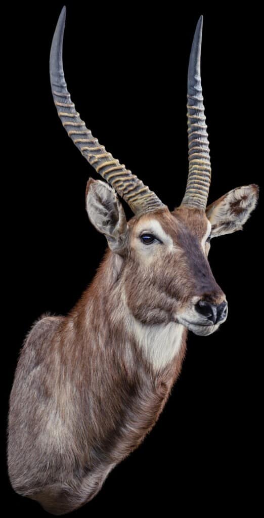 Waterbuck Shouldermount 20191115 1332