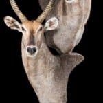 Waterbuck Pedestalmount Combination with Inlay 20171107 1337