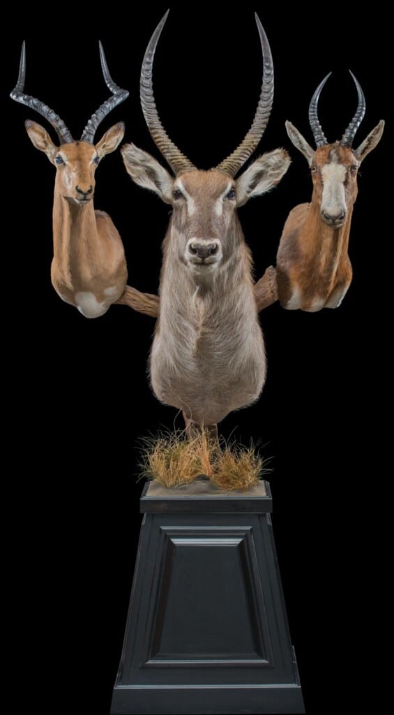 Waterbuck, Impala and Blesbuck Pedestalmount Combination Custom Base with Habitat 20160929 0634