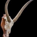 Waterbuck Fullskull Shiledmount 20190903 1347