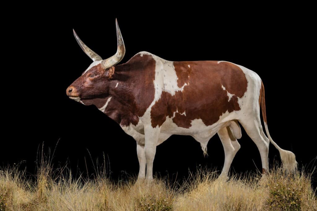 Ankole Watusi Cow Fullmount 20190214 0129