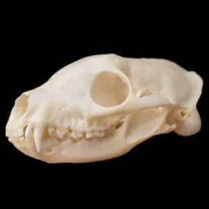 White Tailed Mongoose Fullskull 20230804 72621