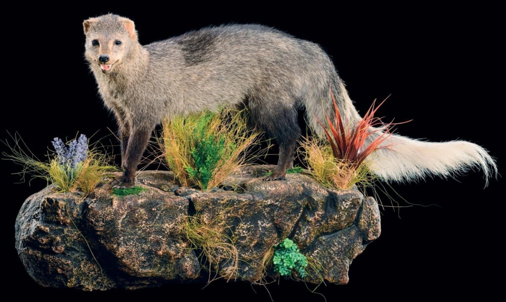 White Tailed Mongoose Fullmount L/T Wall Display 20150701 0974