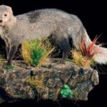 White Tailed Mongoose Fullmount L/T Wall Display 20150701 0974