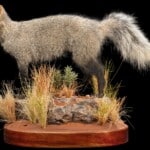 White Tailed Mongoose Fullmount L/T 20220805 0977