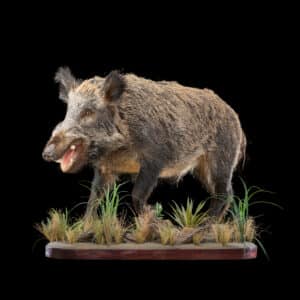 European Wild Boar Fullmount 20221109 71028
