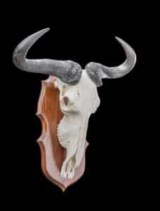 Blue Wildebeest Fullskull Shieldmount GG243