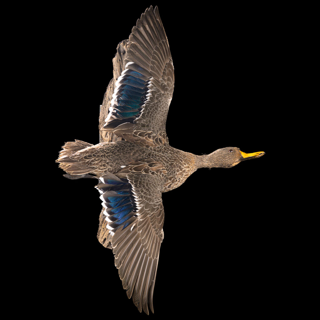 Yellow Billed Duck Fullmount 20250618 73032