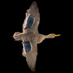 Yellow Billed Duck Fullmount 20250618 73032