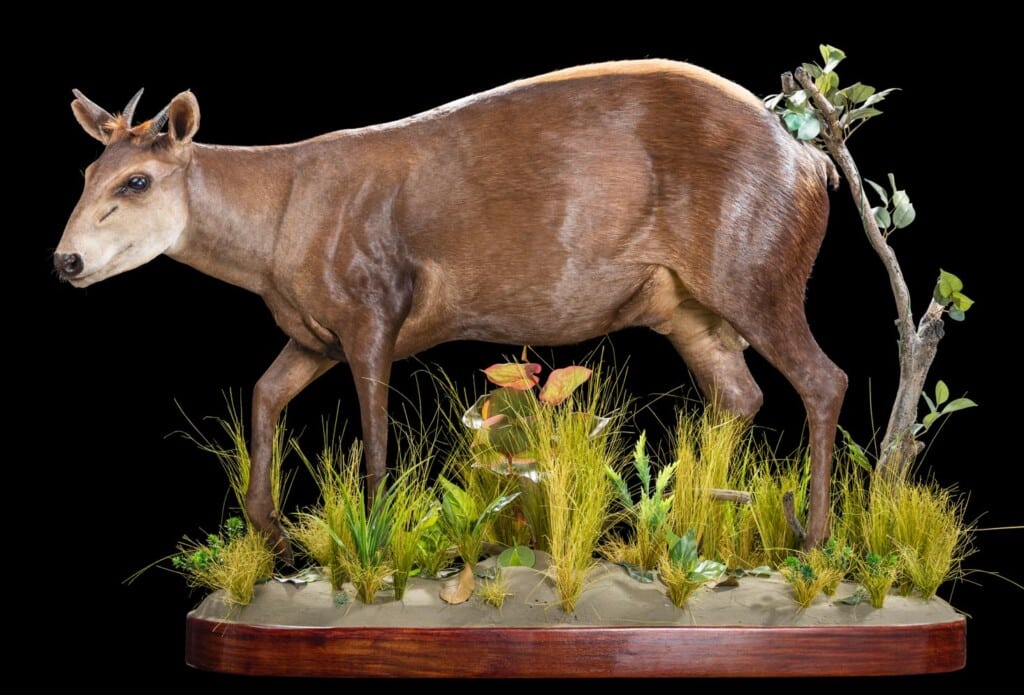 Yellow Backed Duiker Fullmount L/T 20190903 0272