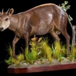 Yellow Backed Duiker Fullmount L/T 20190903 0273